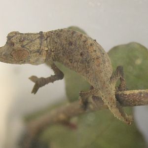 Rhampholeon spectrum