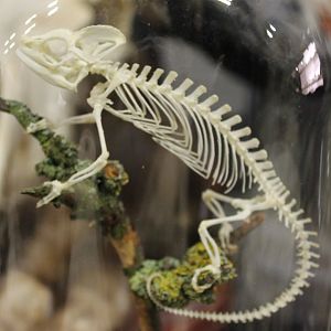 Chameleon-skeleton