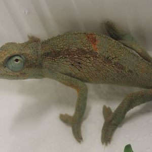 Trioceros ellioti