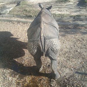 Indian Rhino Bullkhj