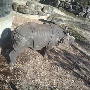 Indian rhino, bull