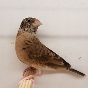 Cut-throat - Female