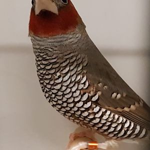 Red-headed finch
