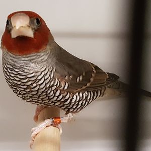 Red-headed finch