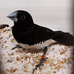 Black and white mannikin