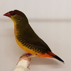 Orange-breasted waxbill
