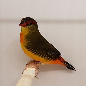 Orange-breasted waxbill