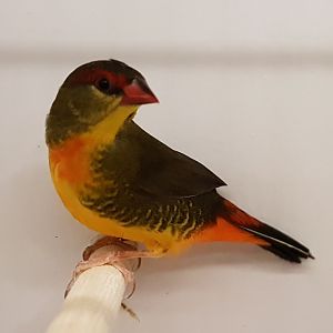 Orange-breasted waxbill