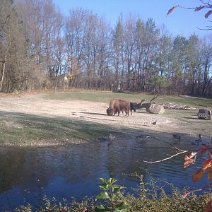 European Bison