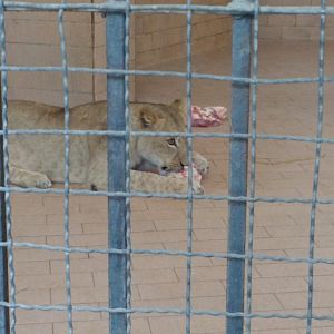 Lahore Zoo (Pakistan)