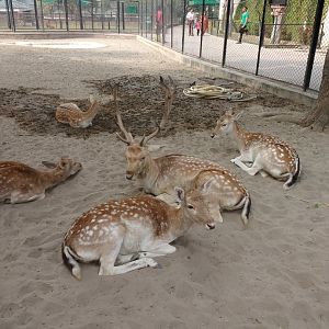 Lahore Zoo (Pakistan)