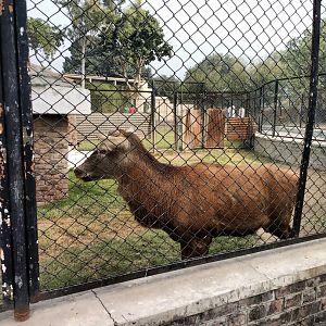 Lahore Zoo (Pakistan)
