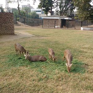 Lahore Zoo (Pakistan)