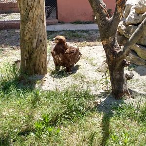 Islamabad Zoo (Pakistan)