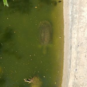 Islamabad Zoo (Pakistan)