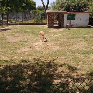 Islamabad Zoo (Pakistan)