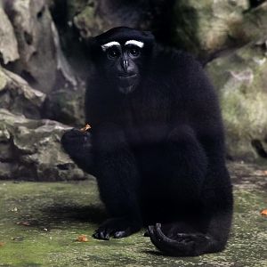 Eastern hoolock gibbon