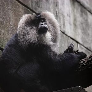 Lion-tailed Macaque