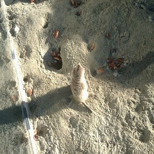 Meerkat