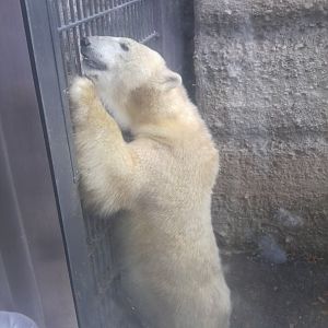 Polar Bear