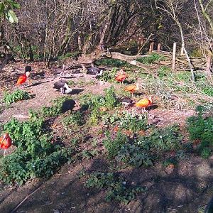 12231538_10153312083598507_1966509507_n