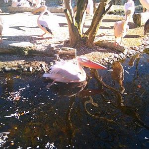 12244048_10153312083668507_1894463958_n