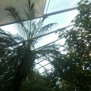 Tropical House Birds