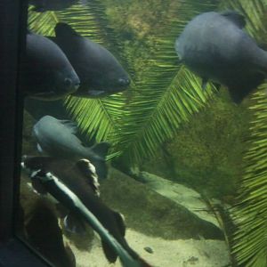 Pirana I Other Fish Amazon