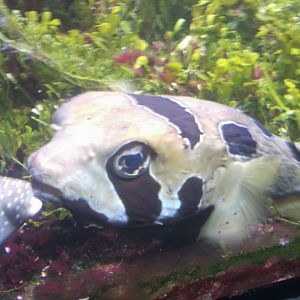 Puffer Fish