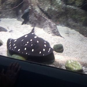 Leopoldi Stingray