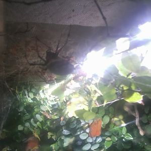 Senegal Nephila Spider