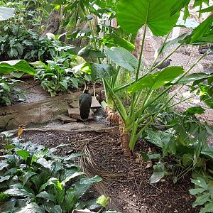 Birdhouse - Rainforest - Congo Peacock