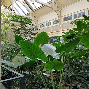 Birdhouse - Rainforest