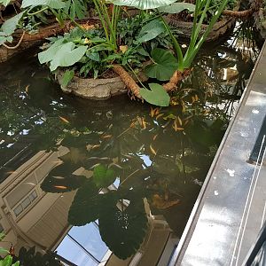 Birdhouse - Rainforest