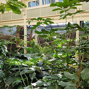 Birdhouse - Rainforest - Hornbill Aviary