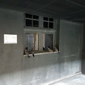 Plan Birdhouse .... and Inca terns