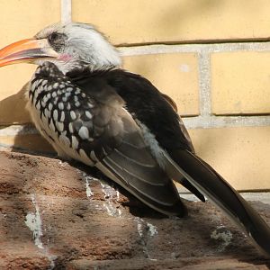 Sunbathing Red-billed hornbill