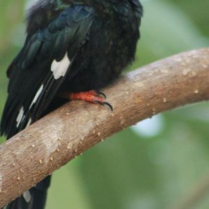 Green wood-hoopoe
