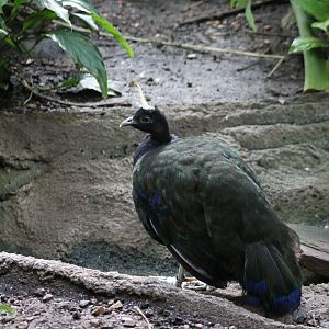 Congo peacock