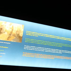 Sign Pajama cardinalfish