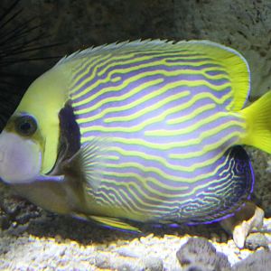 Emperor angelfish
