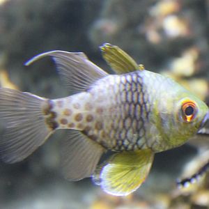 Pajama cardinalfish