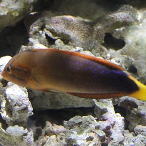 Yellow-tailed coris wrasse - Coris gaimard