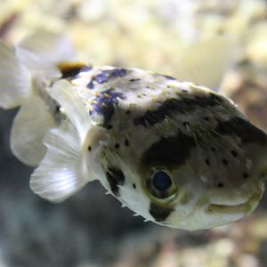 Black-blotched Puffer