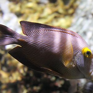 Goldring Bristletooth (Ctenochaetus strigosus)