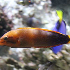 Yellow-tailed coris wrasse - Coris gaimard