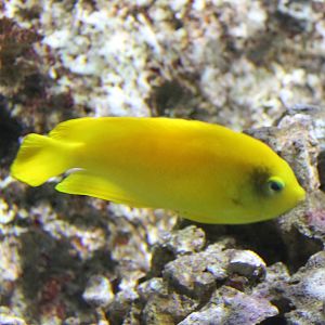 Herald's angelfish - Centropyge heraldi