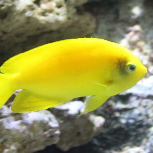 Herald's angelfish - Centropyge heraldi