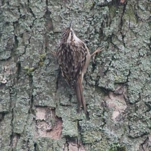 Short-toed treecreeper