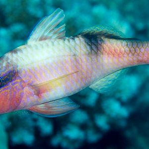 Manybar Goatfish